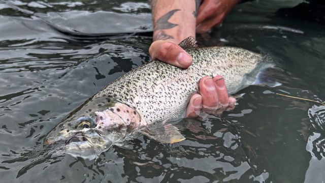 Person with tattoos holding a trout partially submerged in water.